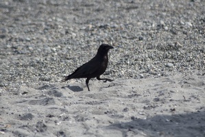 313-0894 Crow